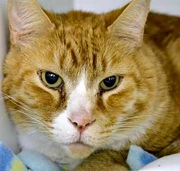 Photo of PEANUT