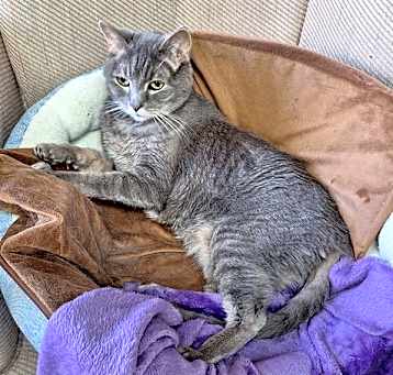 Photo of Olive - Offred by Owner - Healthy Senior