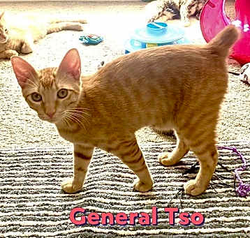 Photo of General Tso #brother-of-Hannah