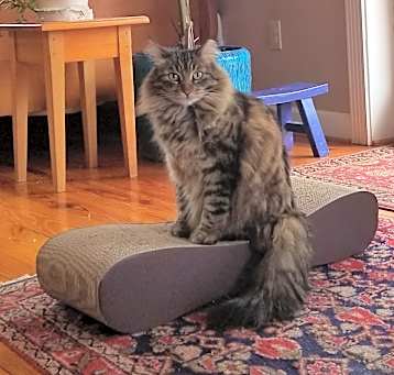 Photo of Fluffy