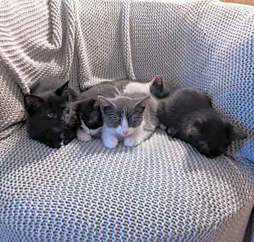 Photo of Dobby & Siblings
