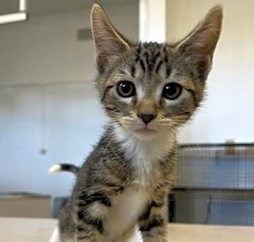 Photo of Joffry