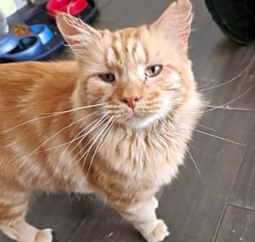 Photo of Cooper