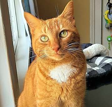 Photo of Oscar