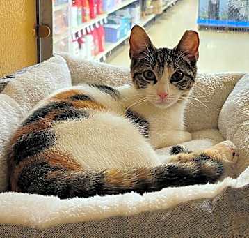 Photo of Patches