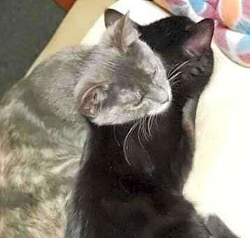 Photo of Inky (bonded with Pancake)