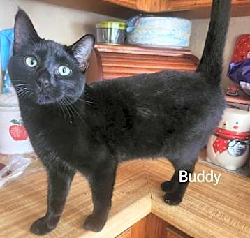 Photo of Buddy
