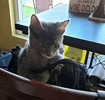 Photo of Pancake (bonded w/Inky)