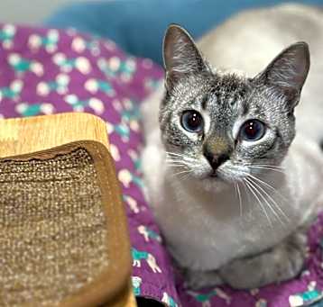 Photo of Aperol