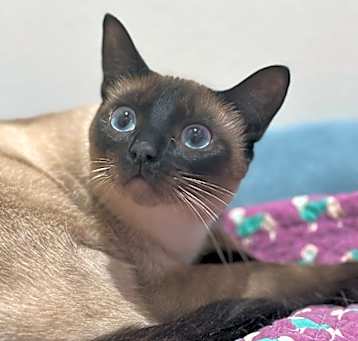 Photo of Saki