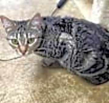Photo of Squish