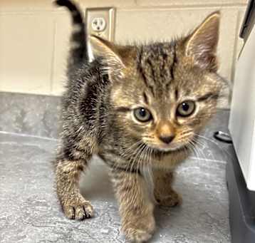 Photo of Fondue