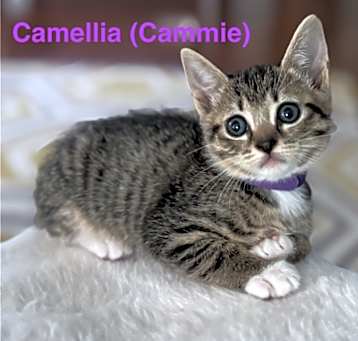 Photo of Camelia "Cammie
