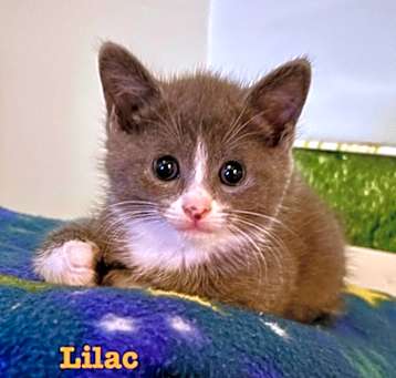 Photo of Lilac