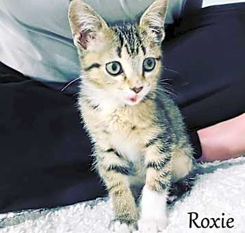 Photo of Roxie