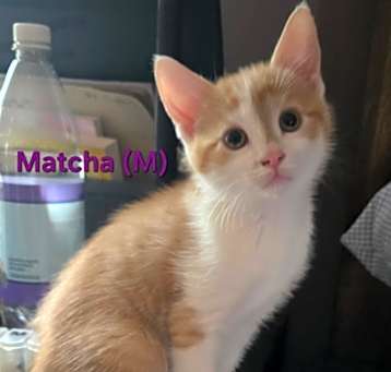 Photo of 47-Matcha