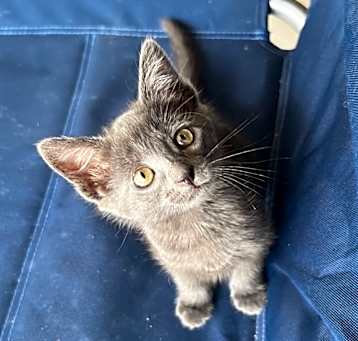 Photo of Bean