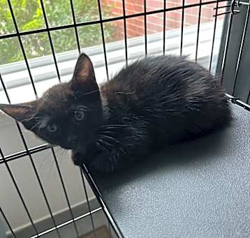 Photo of Waffle