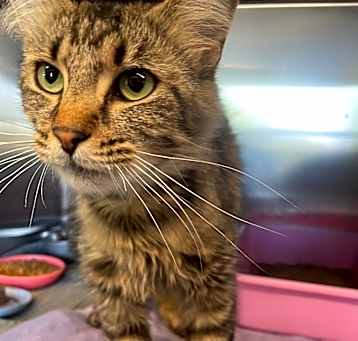 Photo of Juniper