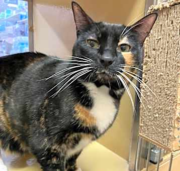 Photo of Dottie (Calico)