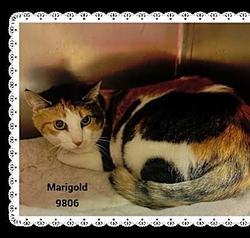 Photo of MARIGOLD