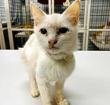 Photo of Casper