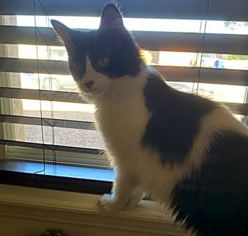 Photo of Oreo