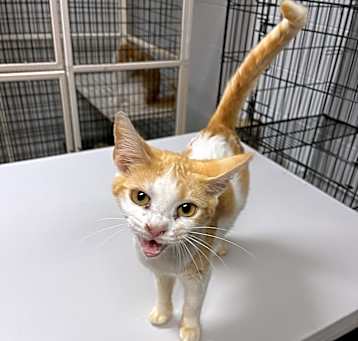Photo of Suzzy