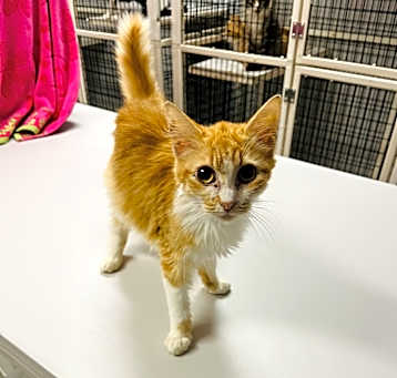 Photo of Dixie
