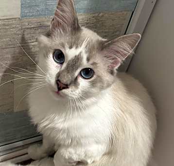 Photo of Pierre & Chanel - BONDED PAIR