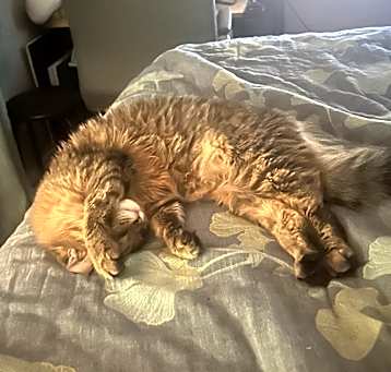 Photo of Star