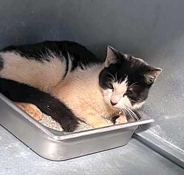 Photo of Pepper