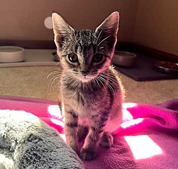 Photo of Rose