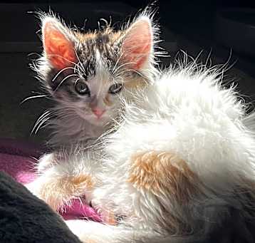 Photo of Blanche