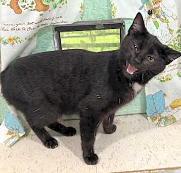 Photo of Tulip