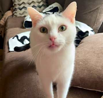 Photo of Percy