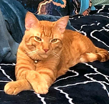 Photo of Fizz