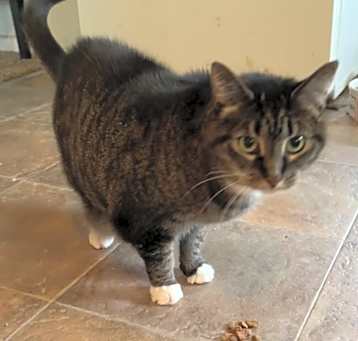 Photo of Mittens