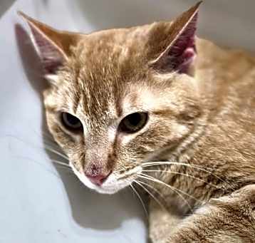 Photo of Herbie