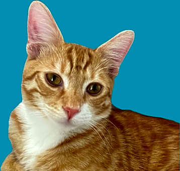 Photo of Milo