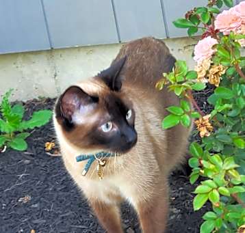 Photo of Oliver