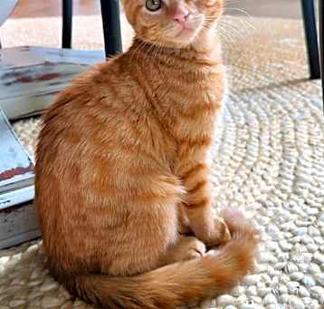 Photo of Timber