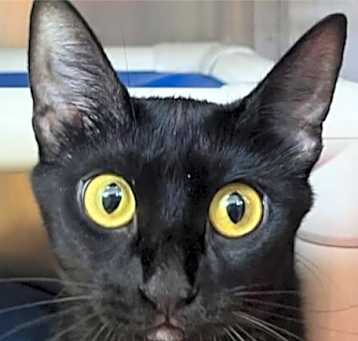 Photo of Dinky