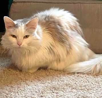 Photo of Pearl