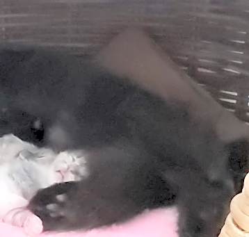 Photo of Bubba
