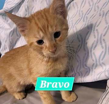 Photo of Bravo