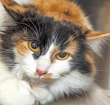 Photo of MISKA MEOW