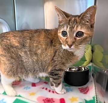 Photo of Ms. Kitty