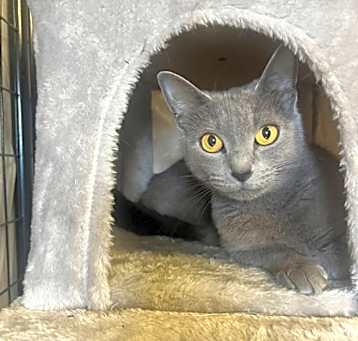 Photo of Pepper