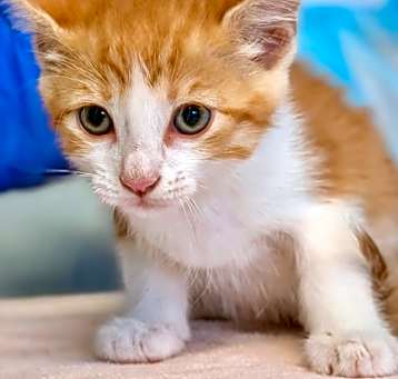 Photo of Whippoor-Will